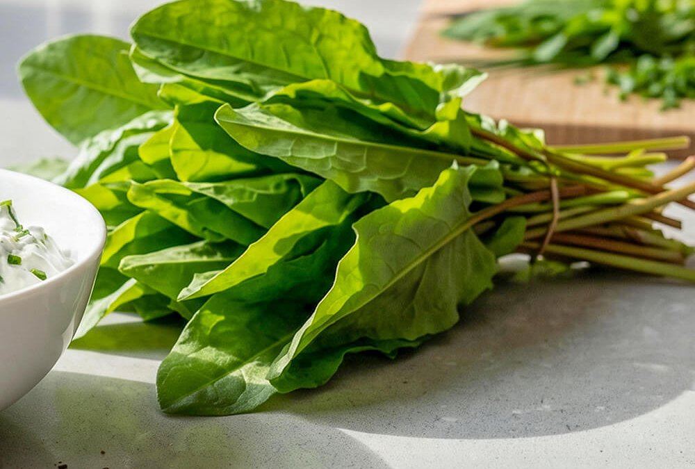 Frischer Sauerampfer als Wildkraut für die moderne Küche