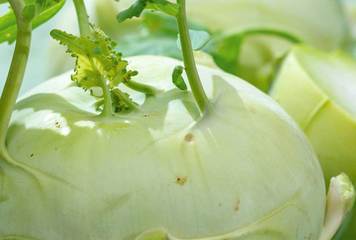 KüchenMarkt Obst und Gemüse Kohlrabi