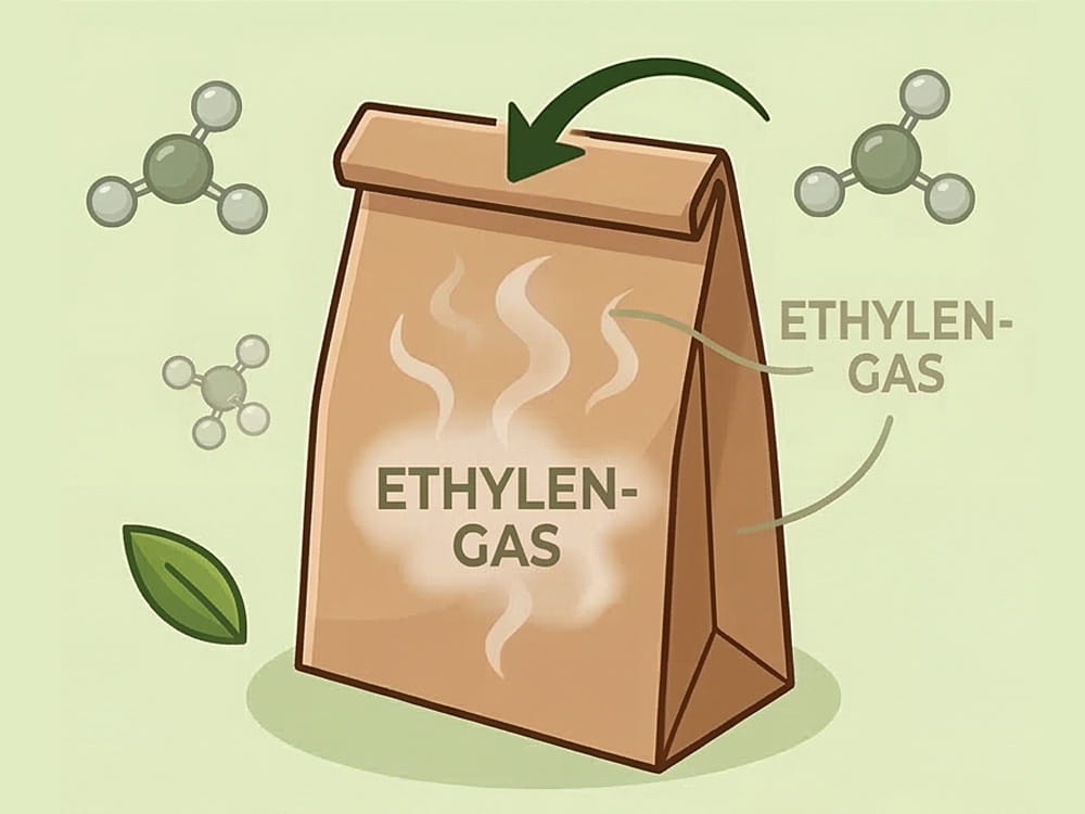 Avocado und Banane in einer Papiertüte als Illustration zum schnelleren Nachreifen