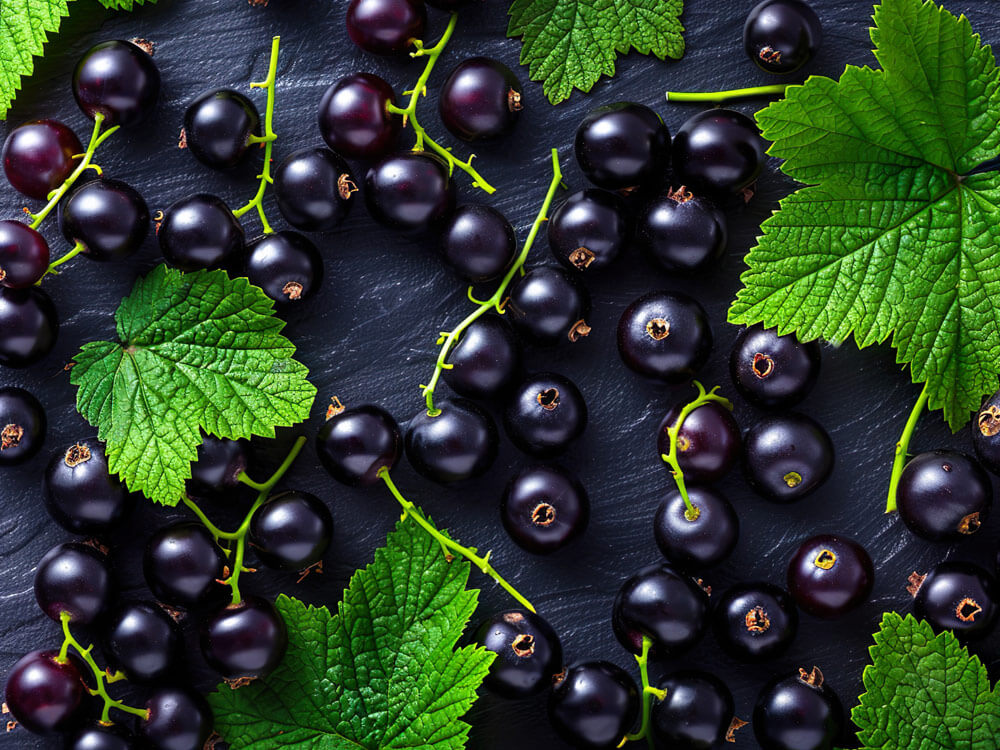Schwarze Johannisbeeren mit Blättern von oben auf einer dunklen Oberfläche. Heimisches Superfood für Immunsystem.