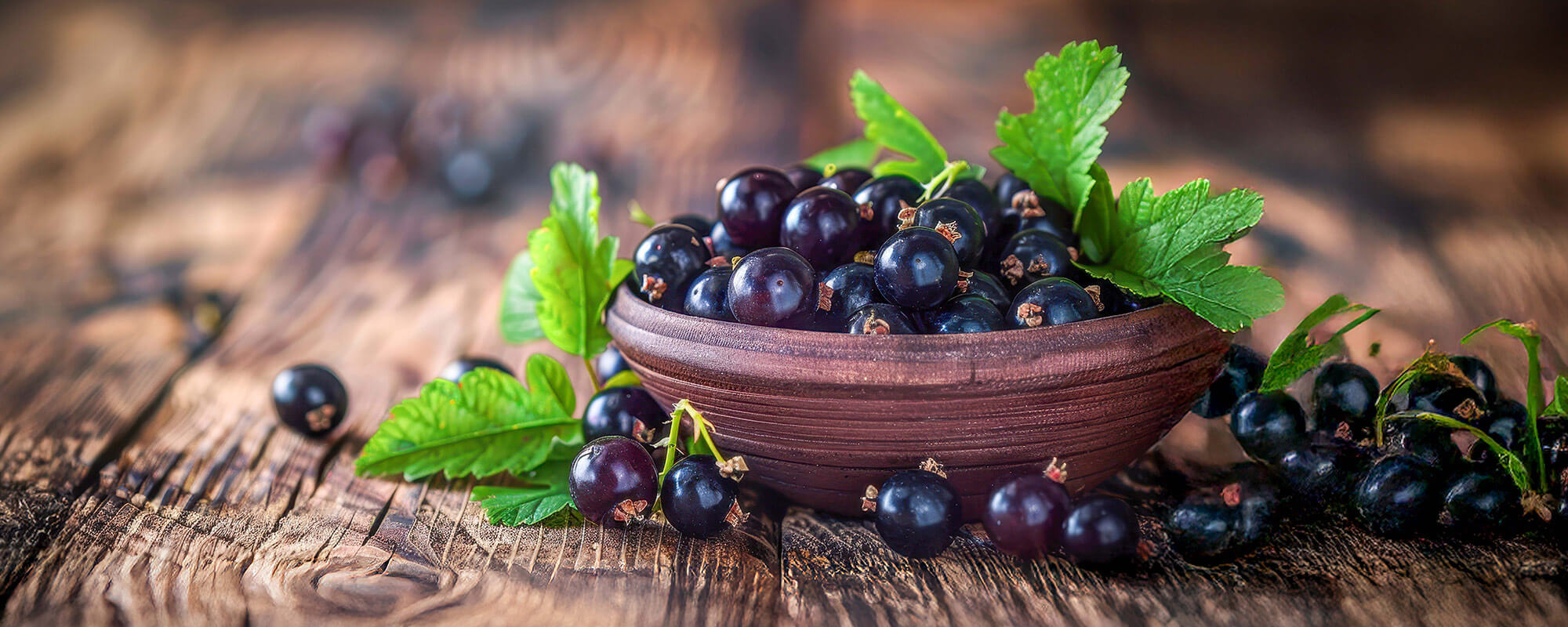 Ein Tontopf voller frischer schwarzer Johannisbeeren und Blättern auf einem dunklen Holztisch. Johannisbeeren Vitamin C.